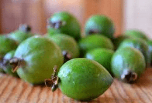 feijoa