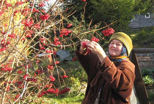 Picking viburnum