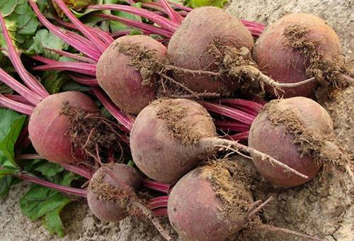 Drying beets before storing