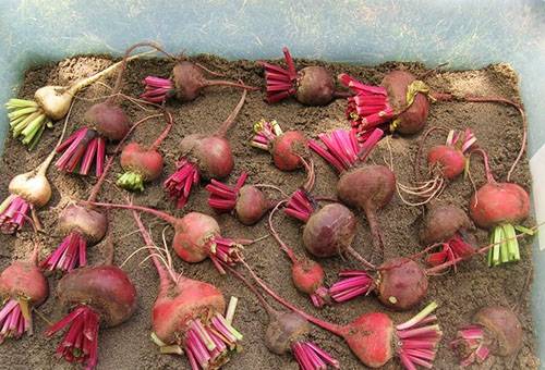 Beetroot storage