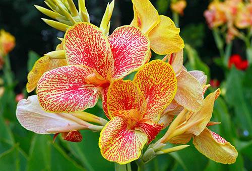 Canna in fiore