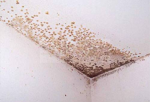 Mold on the ceiling