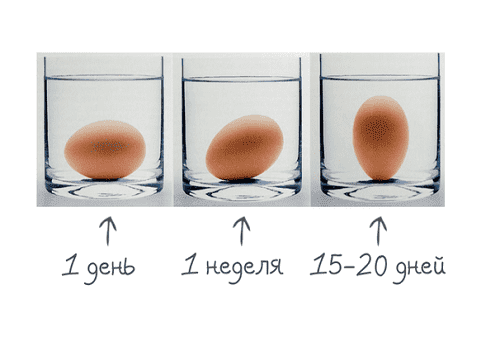controllo della freschezza delle uova