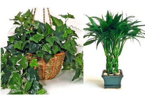 Ivy English e Dracaena