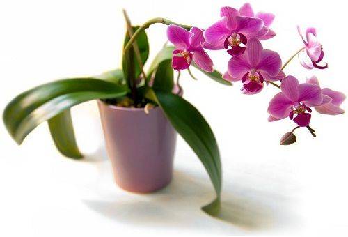 orchidea in vaso