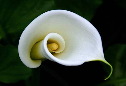 Fiore bianco di calla