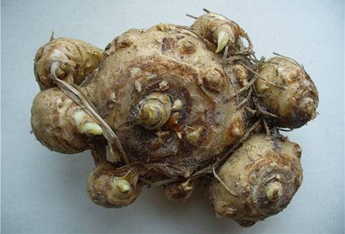 Calla tuber