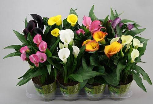 Calla fioritura in vaso