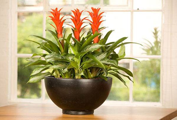 Guzmania in una pentola larga