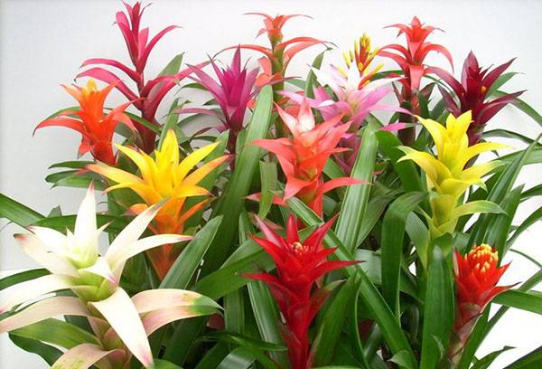 Guzmania multicolore