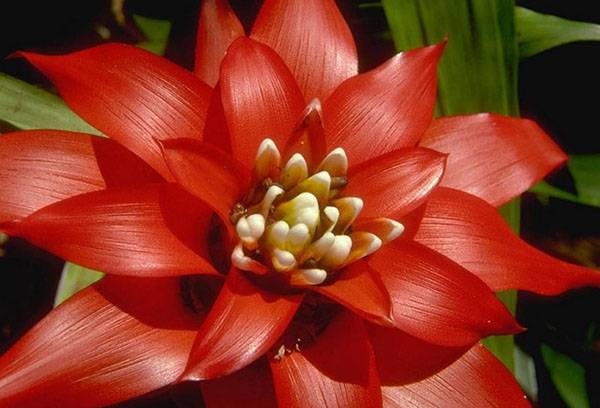 Fiore Guzmania