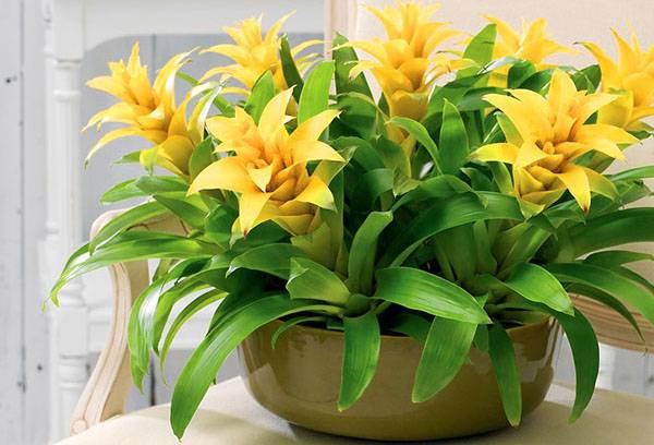 Guzmania gialla