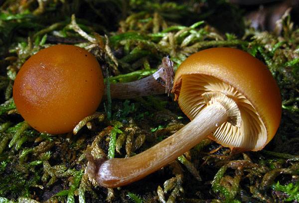 Galerina orlata