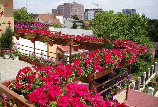 Petunie sul balcone