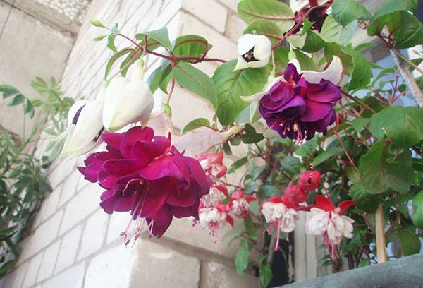 Fucsia sul balcone