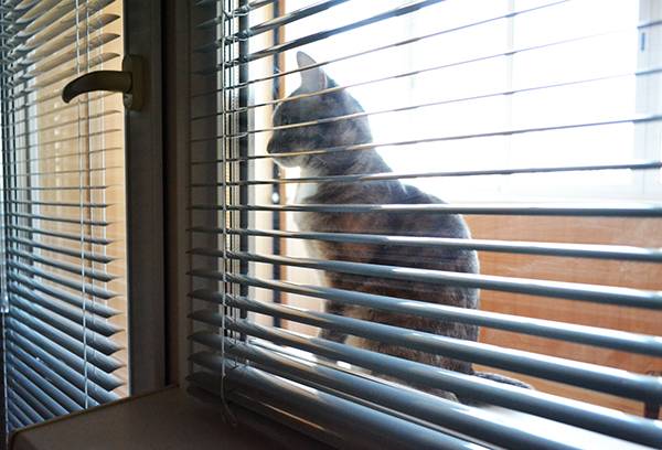 Gatto fuori dalla finestra con persiane