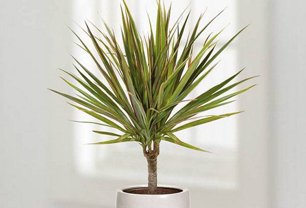 Dracaena in vaso