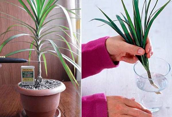 Propagazione della dracaena usando talee apicali