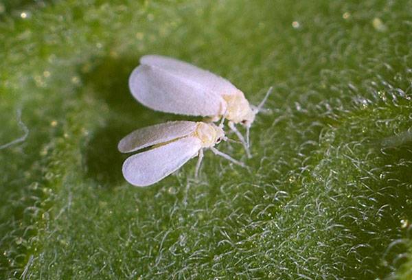 Esemplari Whitefly