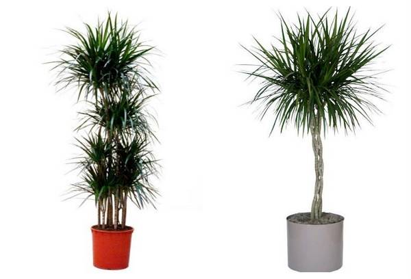 Dracaena o Marginate bordato