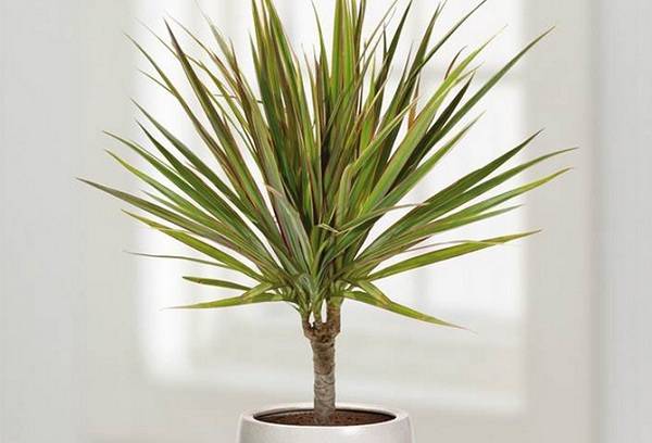 Dracaena del drago