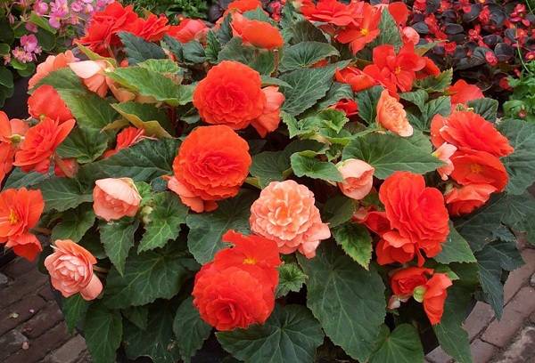 begonia