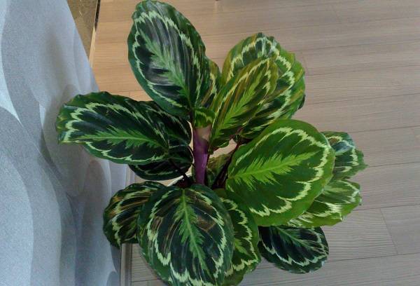 Calathea