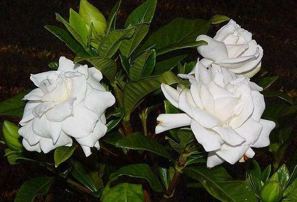 gardenia