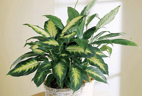 dieffenbachia