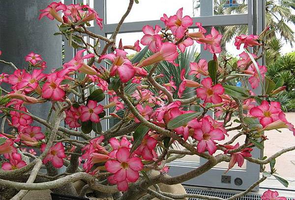 L'adenium è grasso