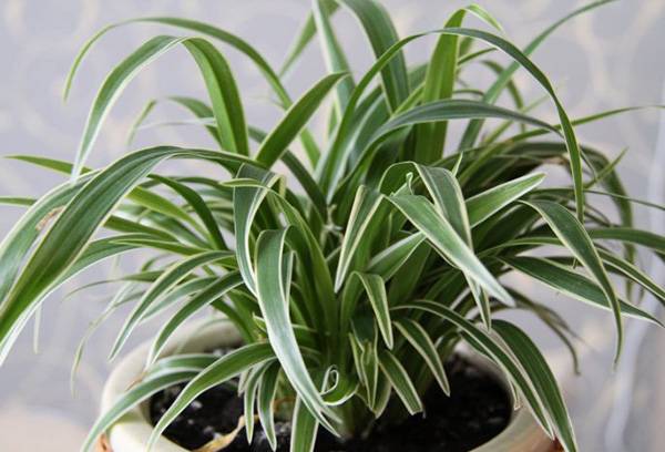 Chlorophytum