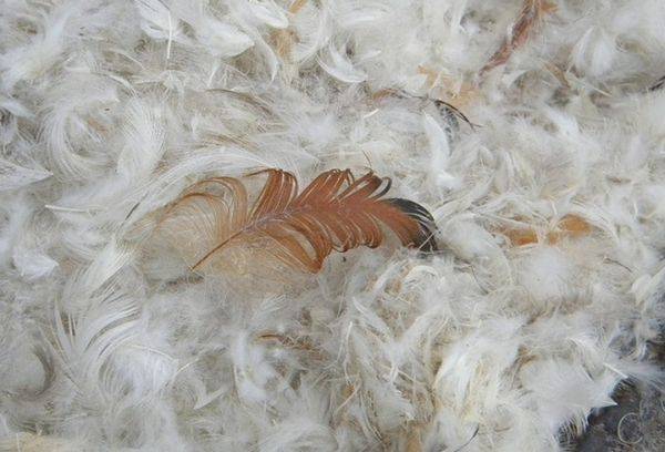 fluff and feathers