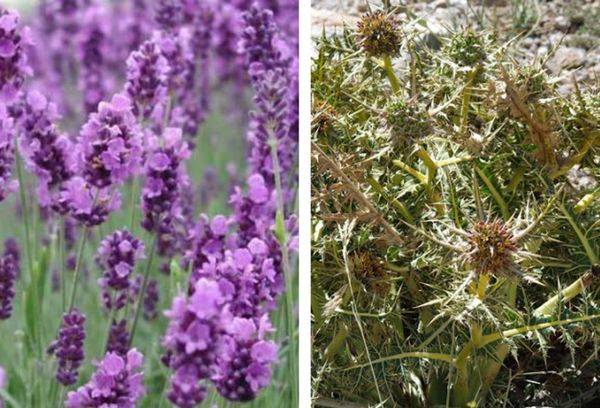 Cespugli di lavanda o spinosi