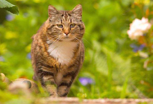 cat in nature