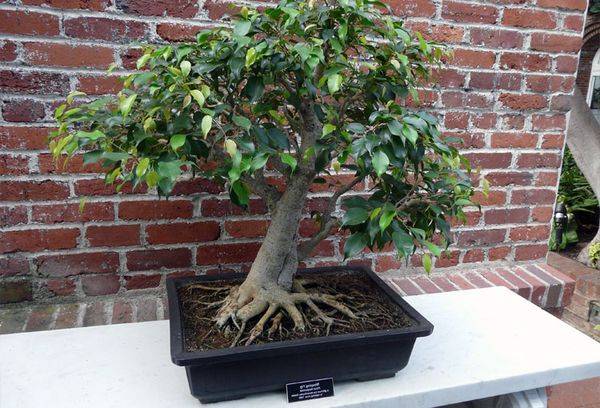 Albero di ficus