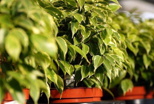 Nutrire Ficus