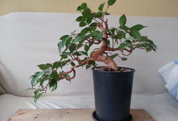 Ficus in una pentola