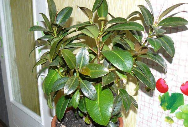 Ficus Melanie