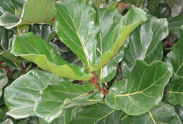 ficus a forma di lira