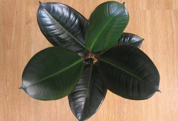 ficus abidjan