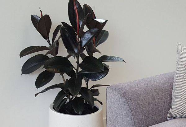 Ficus Black Prince