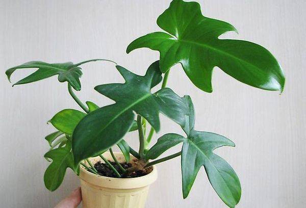 Philodendron a forma di chitarra