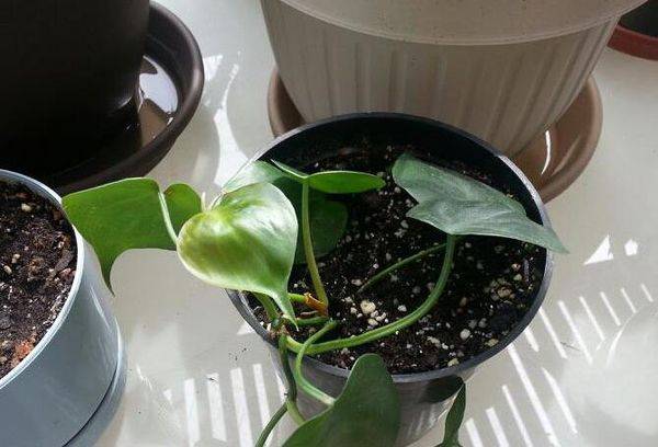 Riproduzione Philodendron