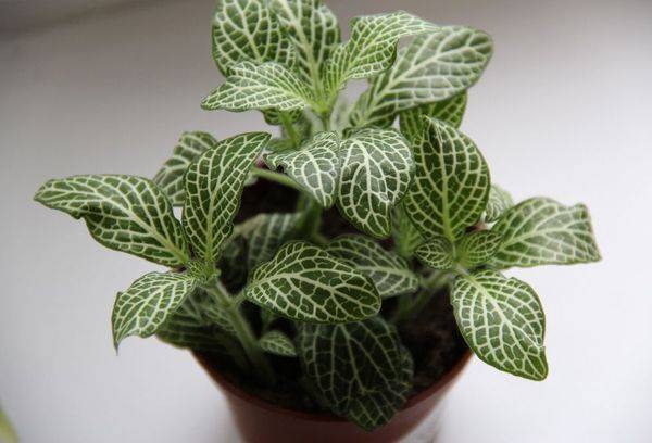 Fittonia d'argento