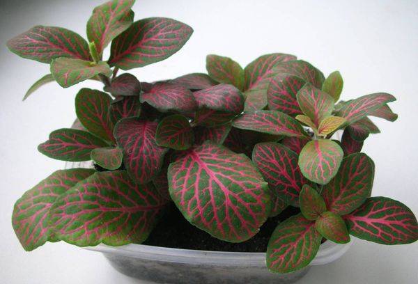 Fittonia Vershaffelt