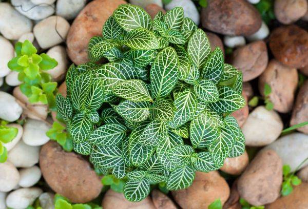 Fittonia d'argento