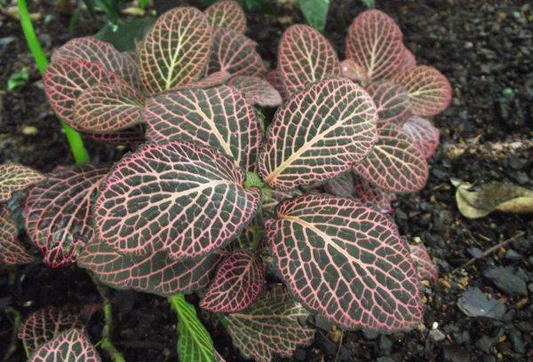 Fittonia Vershaffelt