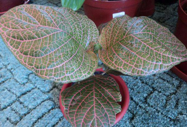 Fittonia gigante