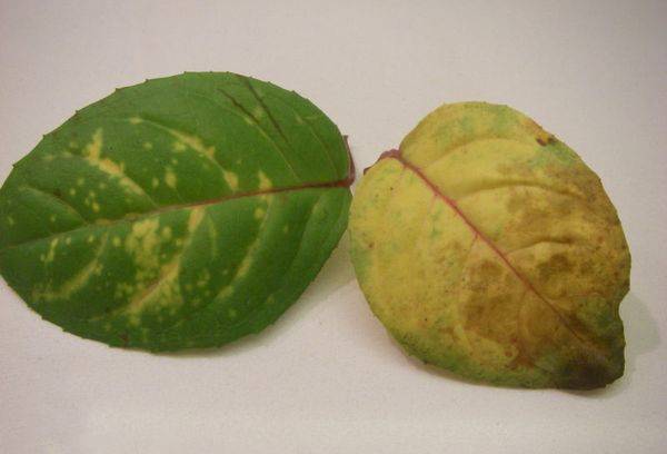 Yellowed Fuchsia Leaves