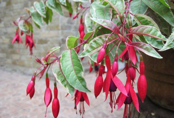 Fuchsia ampel-bush